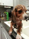 Bj Litter Babe Ruth - ADOPTED 10.25.13