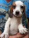 Bj Litter Twix - ADOPTED 11.07.13