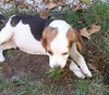 Bj Litter Twix - ADOPTED 11.07.13