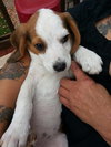 Bj Litter Twix - ADOPTED 11.07.13