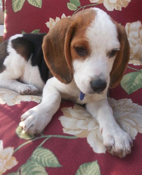 Bj Litter Twix - ADOPTED 11.07.13