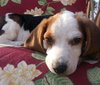 Bj Litter Twix - ADOPTED 11.07.13
