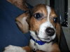 Bj Litter-Snickers - ADOPTED 10.28.13