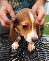 Bj Litter-Snickers - ADOPTED 10.28.13