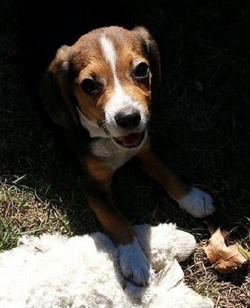 Bj Litter-Snickers - ADOPTED 10.28.13