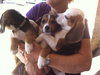 Bj Litter-Snickers - ADOPTED 10.28.13