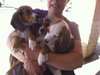 Bj Litter-Snickers - ADOPTED 10.28.13