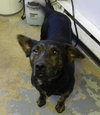 Kipper-ADOPTED 12.13.13