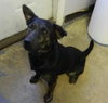 Kipper-ADOPTED 12.13.13