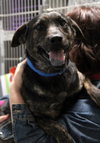 Kipper-ADOPTED 12.13.13