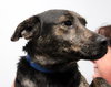 Kipper-ADOPTED 12.13.13