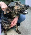 Kipper-ADOPTED 12.13.13