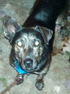 Kipper-ADOPTED 12.13.13