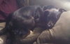 Kipper-ADOPTED 12.13.13