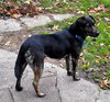 Kipper-ADOPTED 12.13.13