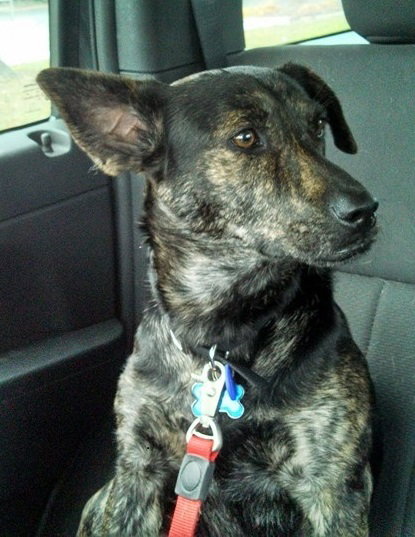 Kipper-ADOPTED 12.13.13