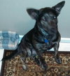 Kipper-ADOPTED 12.13.13