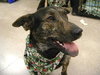 Kipper-ADOPTED 12.13.13