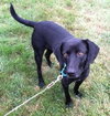 Meg - ADOPTED 03.29.14