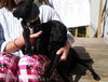 Meg - ADOPTED 03.29.14