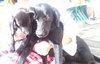 Meg - ADOPTED 03.29.14