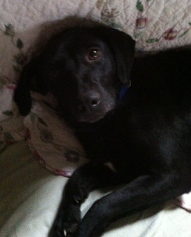 Meg - ADOPTED 03.29.14