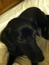 Meg - ADOPTED 03.29.14