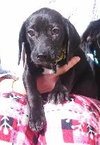 Dj Litter Sweet Pea - ADOPTED 11.02.13