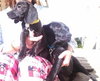 Dj Litter Sweet Pea - ADOPTED 11.02.13