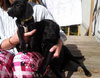 Dj Litter Sweet Pea - ADOPTED 11.02.13