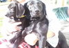 Dj Litter Sweet Pea - ADOPTED 11.02.13