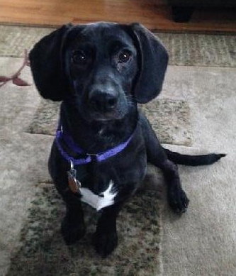 Dj Litter Sweet Pea - ADOPTED 11.02.13