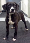 Miller-ADOPTED 11.15.13