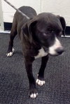 Miller-ADOPTED 11.15.13