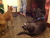 Miller-ADOPTED 11.15.13