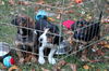 Ej Litter-Roly-ADOPTED