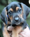 Ej Litter Ranger - ADOPTED 10.26.13