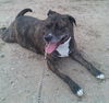 Jane - ADOPTED 04.08.14