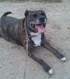 Jane - ADOPTED 04.08.14