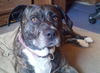 Jane - ADOPTED 04.08.14