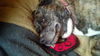 Jane - ADOPTED 04.08.14