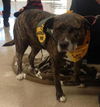 Jane - ADOPTED 04.08.14