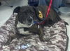 Jane - ADOPTED 04.08.14