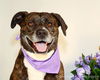Jane - ADOPTED 04.08.14