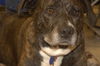 Jane - ADOPTED 04.08.14