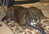 Jane - ADOPTED 04.08.14