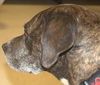 Jane - ADOPTED 04.08.14