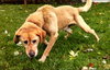 Seeker - ADOPTED 01.30.14