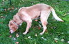 Seeker - ADOPTED 01.30.14