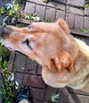Seeker - ADOPTED 01.30.14